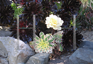 Picture of Aeonium arboreum 