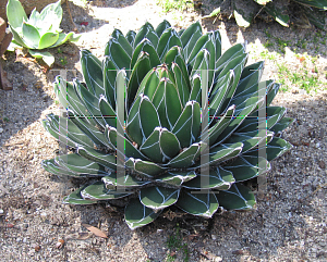 Picture of Agave victoriae-reginae 