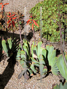 Picture of Aloe plicatilis 
