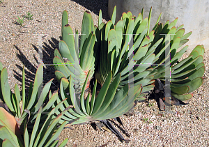 Picture of Aloe plicatilis 