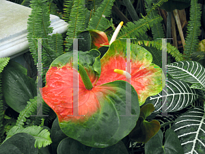 Picture of Anthurium andraeanum 