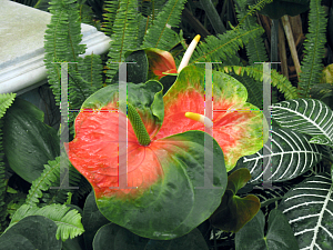 Picture of Anthurium andraeanum 