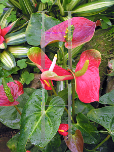 Picture of Anthurium andraeanum 