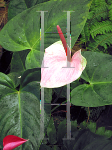 Picture of Anthurium andraeanum 