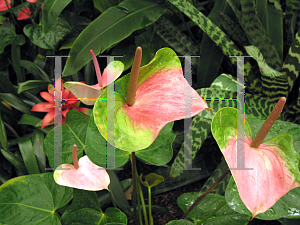 Picture of Anthurium andraeanum 