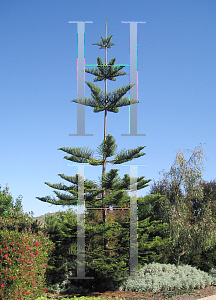 Picture of Araucaria heterophylla 