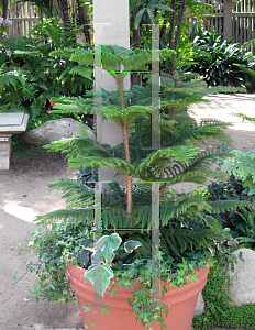 Picture of Araucaria heterophylla 