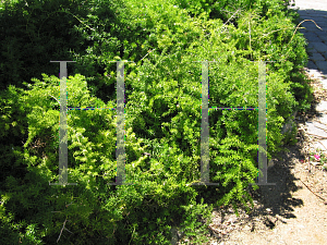 Picture of Asparagus densiflorus 'Sprengeri'