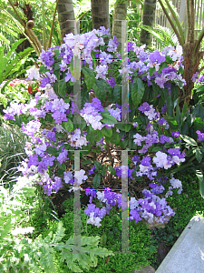 Picture of Brunfelsia pauciflora 'Macrantha'