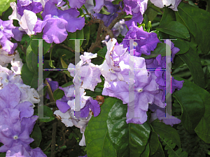 Picture of Brunfelsia pauciflora 'Macrantha'