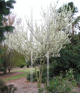 Picture of Cercis chinensis 'Alba'