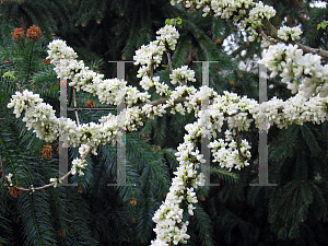 Picture of Cercis chinensis 'Alba'