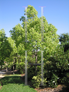 Picture of Cinnamomum camphora 