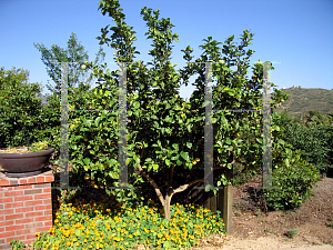 Picture of Citrus limon 'Eureka'