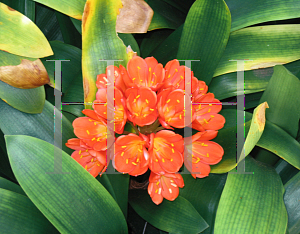 Picture of Clivia miniata 