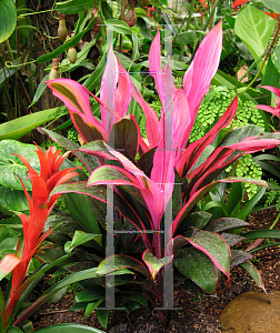 Picture of Cordyline terminalis 