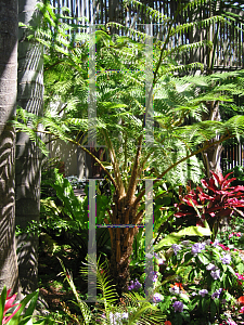 Picture of Cyathea cooperi 