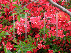 Picture of Chaenomeles japonica 