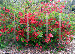 Picture of Chaenomeles japonica 