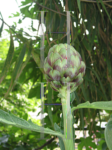 Picture of Cynara scolymus 