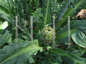 Picture of Cynara scolymus 