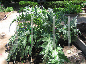 Picture of Cynara scolymus 