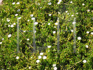 Picture of Delosperma  'Alba'