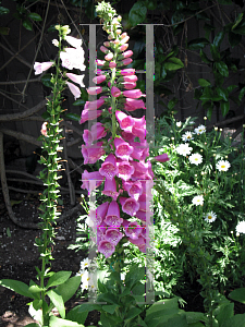 Picture of Digitalis purpurea 