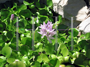 Picture of Eichhornia crassipes 