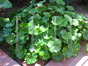 Picture of Farfugium japonicum 'Aureo-maculata'