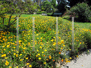 Picture of Gazania rigens 