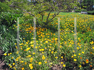 Picture of Gazania rigens 