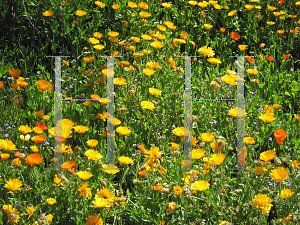 Picture of Gazania rigens 