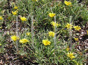 Picture of Gazania rigens 'Trailing Yellow'