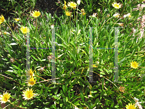 Picture of Gazania rigens 'Trailing Yellow'