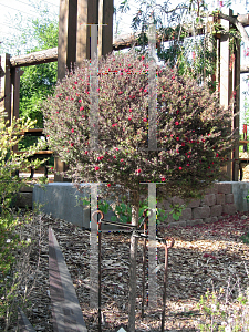 Picture of Leptospermum scoparium 