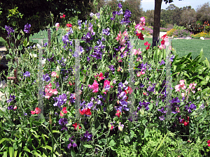 Picture of Lathyrus odoratus 