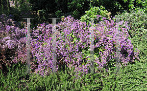 Picture of Limonium perezii 