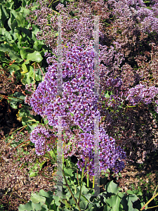 Picture of Limonium perezii 