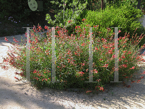 Picture of Lobelia laxiflora 