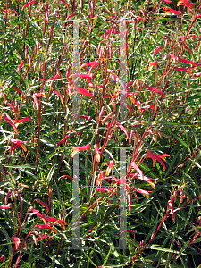 Picture of Lobelia laxiflora 