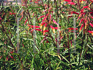 Picture of Lobelia laxiflora 