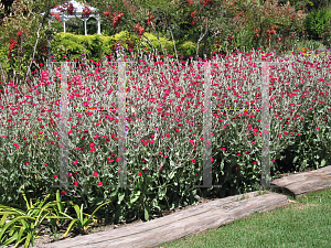 Picture of Lychnis coronaria 'Dancing Ladies'