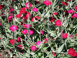 Picture of Lychnis coronaria 'Dancing Ladies'