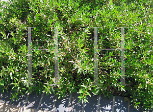 Picture of Myoporum pacifica 