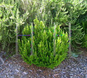 Picture of Myrtus communis 'Compacta'