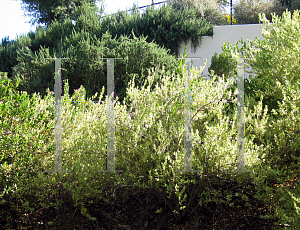 Picture of Myrtus communis 'Variegata'