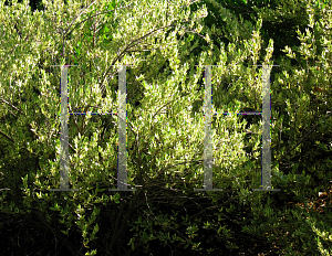 Picture of Myrtus communis 'Variegata'