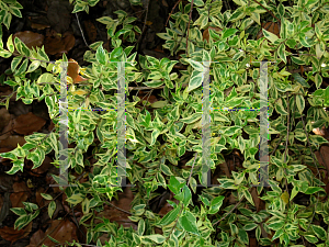 Picture of Myrtus communis 'Variegata'