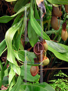 Picture of Nepenthes ventricosa 